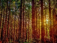 Park Narodowy Redwood, Promienie słońca, Stany Zjednoczone, Stan Kalifornia, Drzewa
