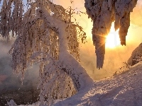 Drzewa, Zachód, Słońca, Zima