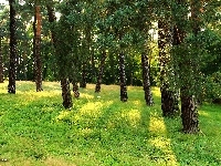Drzewa, Lasek, Sosnowy, Trawa