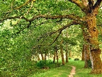Drzewa, Park, Stare, Ścieżka