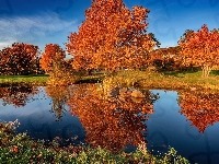 Park, Drzewa, Staw, Jesień, Liście