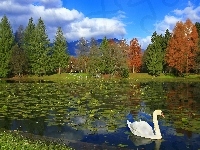 Drzewa, Park, Staw, Łabędź