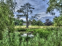 Staw, Drzewa, Trawa