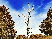 Drzewo, Drzewa, Suche, Natura, Krajobraz