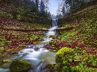Wodospad Lippenrüti, Kamienie, Liście, Omszałe, Szwajcaria, Rzeka, Drzewa