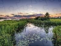 Drzewa, Słońca, Jezioro, Trawa, Wschód