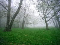 Trawa, Drzewa, Mgła