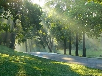 Drzewa, Przebijające, Światło, Park