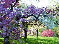 Drzewa Owocowe, Wiosna, Sad