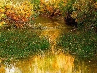Woda, Drzewa, Jesień