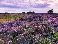 Rezerwat, Wrzosowisko, Wrzosy, Drzewa, Belgia, Kalmthout Heath