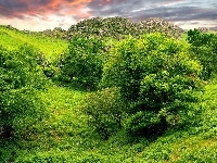 Drzewa, Zielone, Wzgórza, Niebo