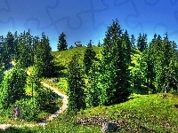 Drzewa, Domek, Wzgórze, Droga