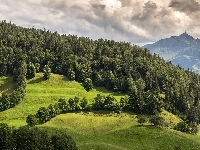 Łąki, Drzewa, Wzgórze, Góry, Lasy