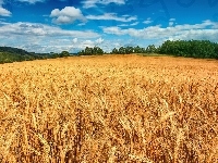 Drzewa, Pole, Zborze, Niebo