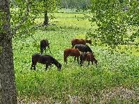 Zielone, Konie, Pastwisko, Drzewa