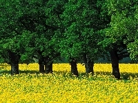 Drzewa, Łąka, Wiosna, Zielone, Żółta