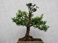 Drzewko bonsai