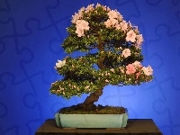 Drzewko bonsai