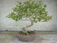 Drzewko, Bonsai