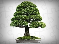 Drzewko, Bonsai