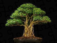 Czarne tło, Bonsai, Drzewko