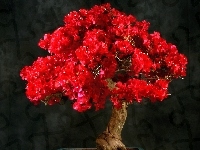 Drzewko, Czerwone, Bugenwilla, Bonsai