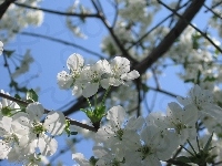 Kwiaty, Drzewko, Wiśnia