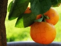 Pomarańczowe, Drzewko, Pomarańcze