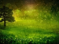 Deszcz, Drzewo, Trawa