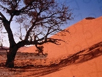 Drzewo, Sand Dunes, Pustynia