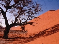 Drzewo, Sand Dunes, Pustynia