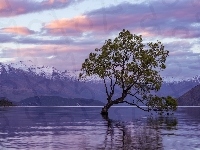 Góry, Drzewo, Nowa Zelandia, Jezioro Wanaka, Pochylone