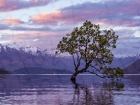 Góry, Drzewo, Nowa Zelandia, Jezioro Wanaka, Pochylone