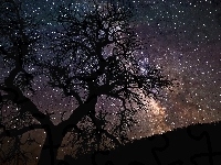 Drzewo, Gwiazdy
