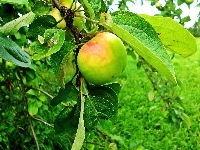 Jabłonka, Drzewo, Owoc