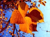Żółte, Jesień, Drzewo, Liście