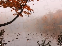 Drzewo, Jezioro, Liście, Mgła, Kaczki, Spadające