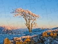 Kamienie, Drzewo, Zima