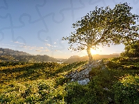 Drzewo, Irlandia, Góry, Kamienie, Wschód słońca, Park Narodowy Killarney, Trawa