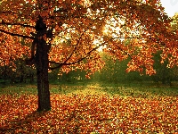 Opadłe, Park, Jesień, Drzewo, Liście, Klon