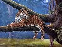 Konar, Drzewo, Jaguar