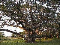 Konary, Drzewo, Trawa