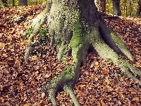 Korzeń, Drzewo, Liście