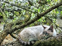 Kot, Drzewo, Obserwator