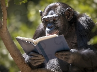 Książka, Szympans, Małpa, Drzewo