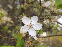 Drzewo, Biały, Kwiatek, Owocowe