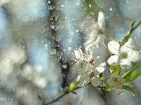 Drzewo, Bokeh, Białe, Kwiaty, Owocowe