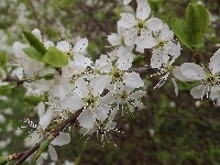 Drzewo, Białe, Kwiaty, Owocowe