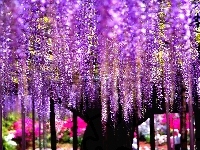 Kwiaty, Drzewo, Wisteria